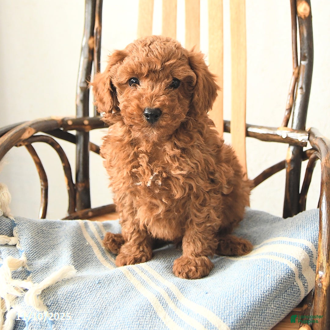 Toy Poodle dogs for sale: Waldo - Ad 2