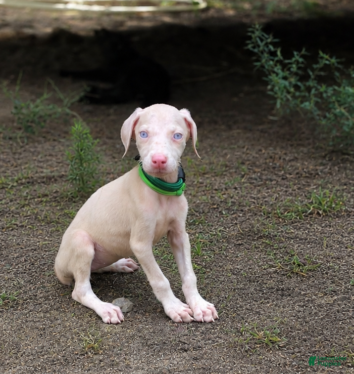 Doberman Pinscher dogs Raziel - Ad 1