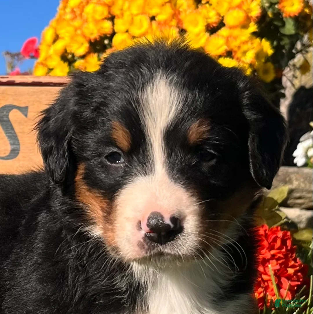 Bernese Mountain Dog dogs for sale: Rosie❤️AKC Champion. Genetic Tested - Ad 2