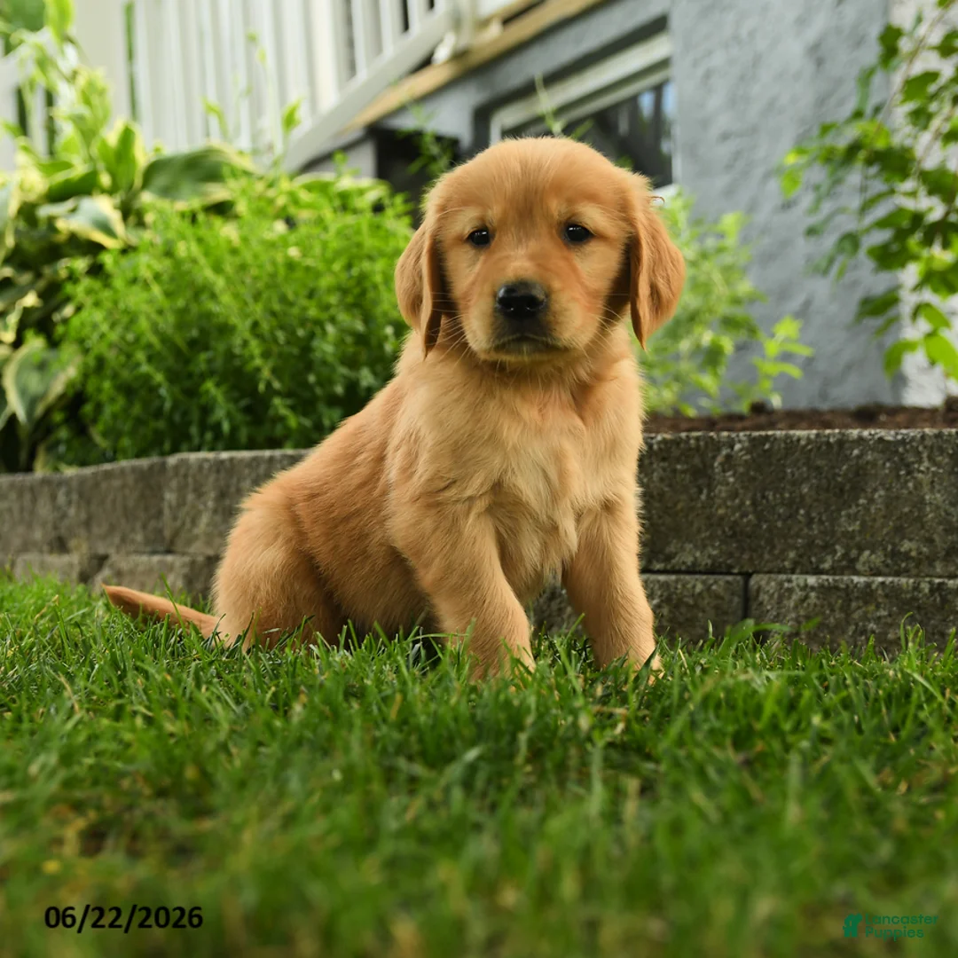 Golden Retriever dogs for sale: Patrick - Ad 1