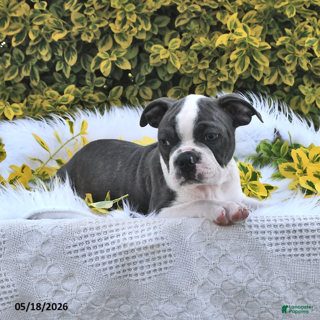 Boston Terrier dogs for sale: Winston - Ad 1