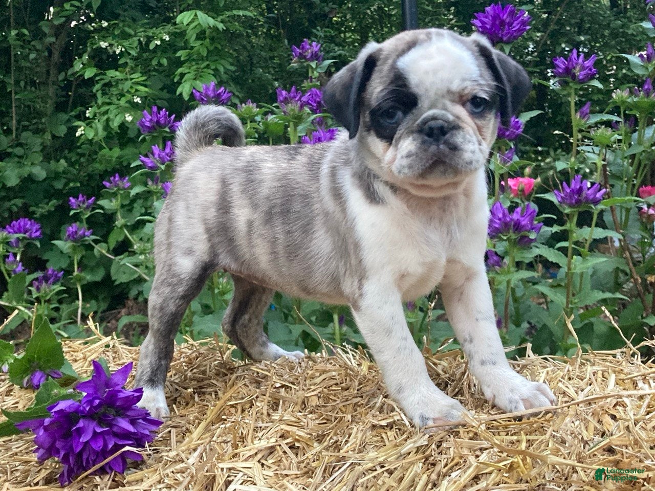 Pug dogs Marmalade  - Ad 1