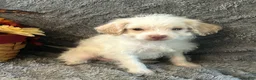 Shihpoo dogs for sale: AJ - Ad 4