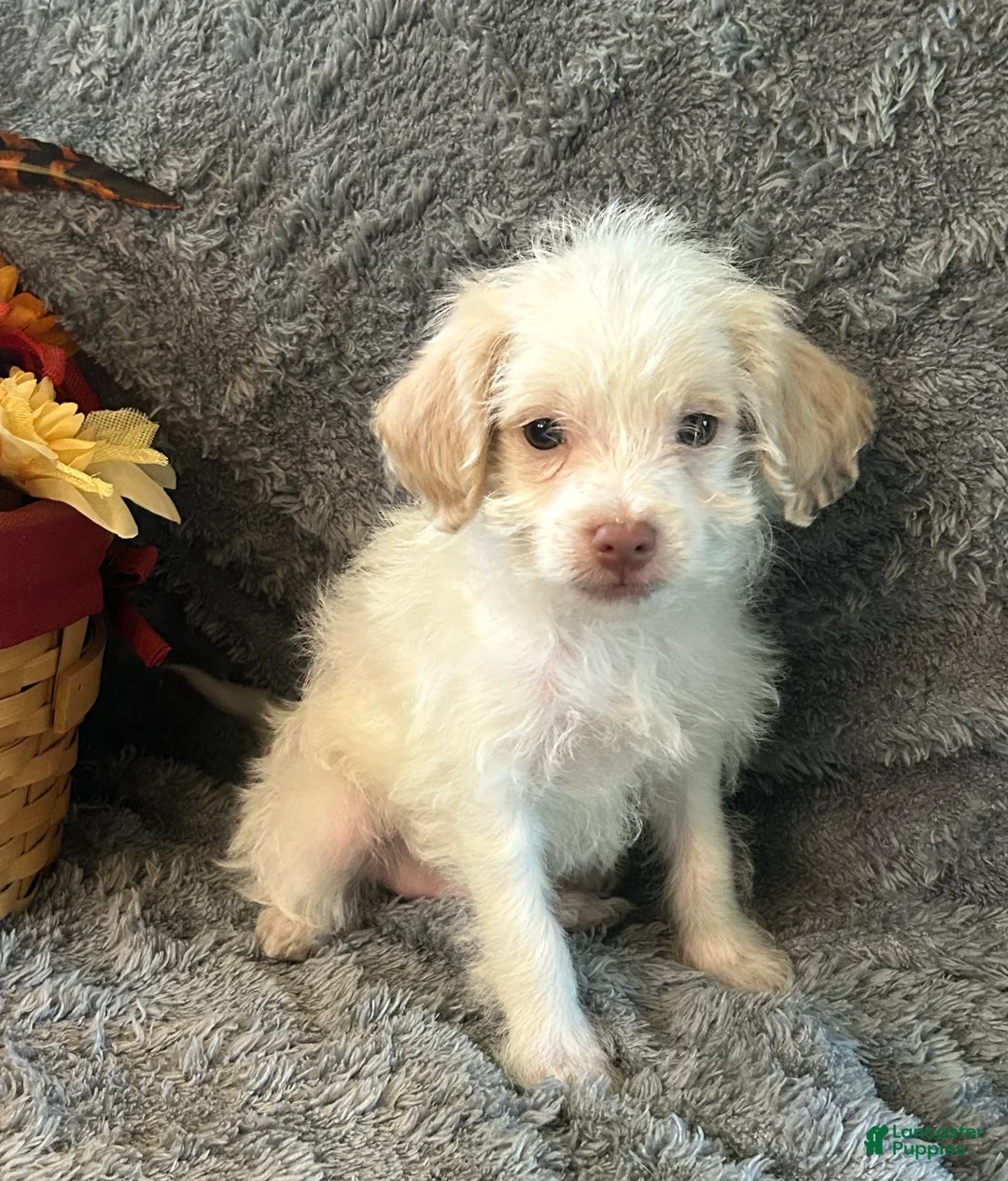 Shihpoo dogs for sale: AJ - Ad 4