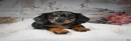 Miniature Dachshund dogs for sale: AKC-Bingo - Ad 8
