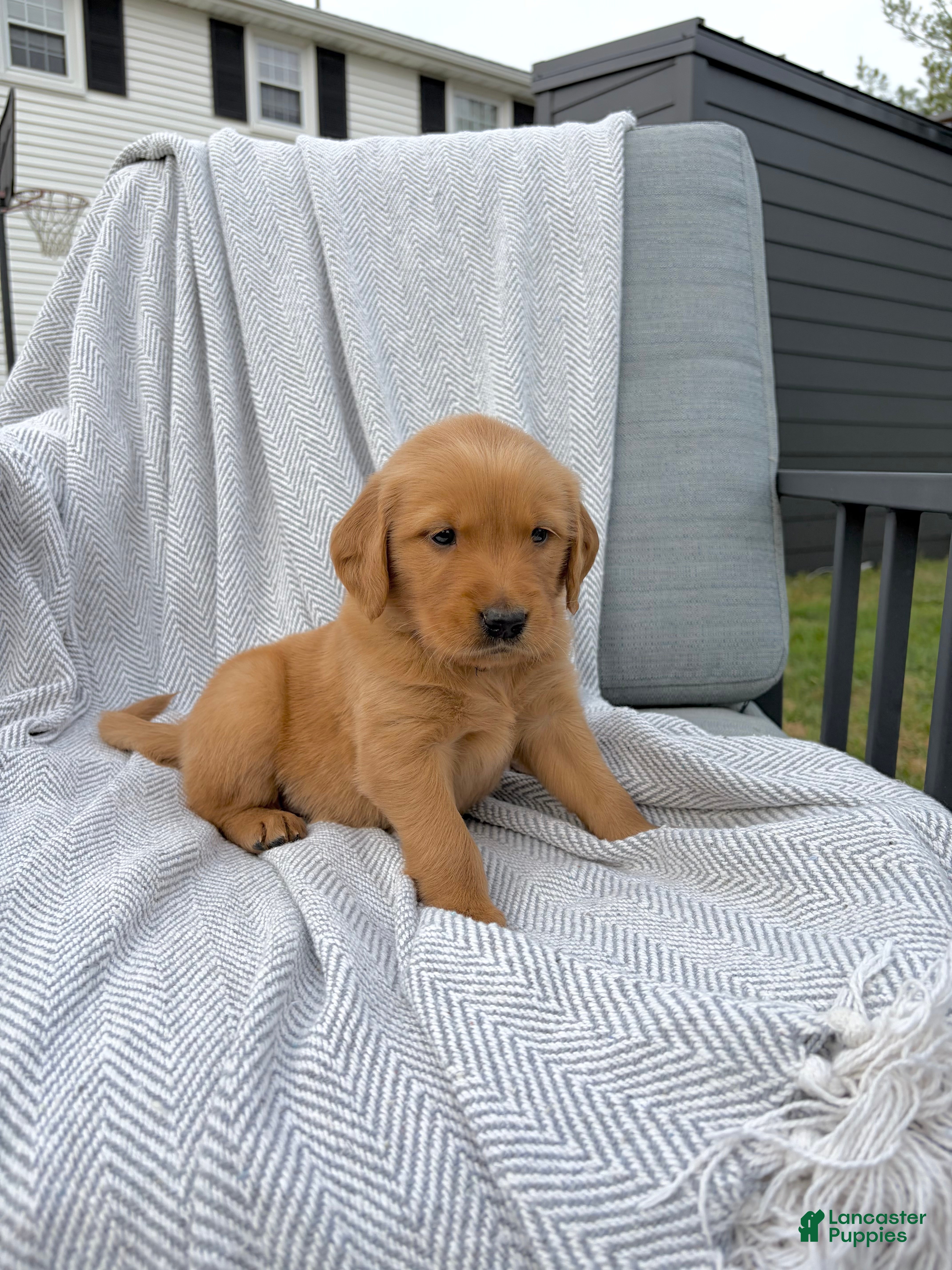 Golden Retriever dogs for sale: Wheeler (blue collar) - Ad 2