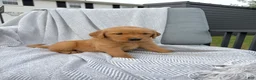 Golden Retriever dogs for sale: Wheeler (blue collar) - Ad 2