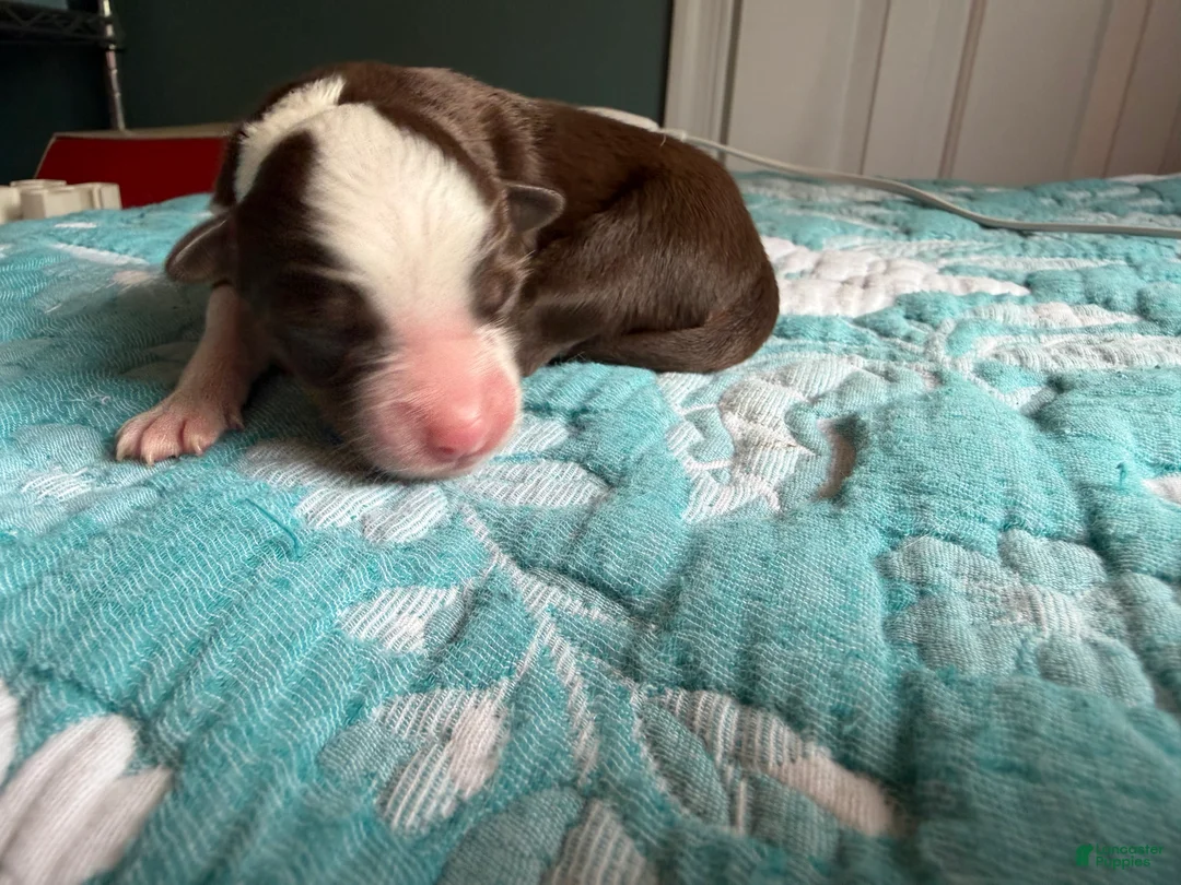 Australian Shepherd dogs for sale: Houston - Ad 2