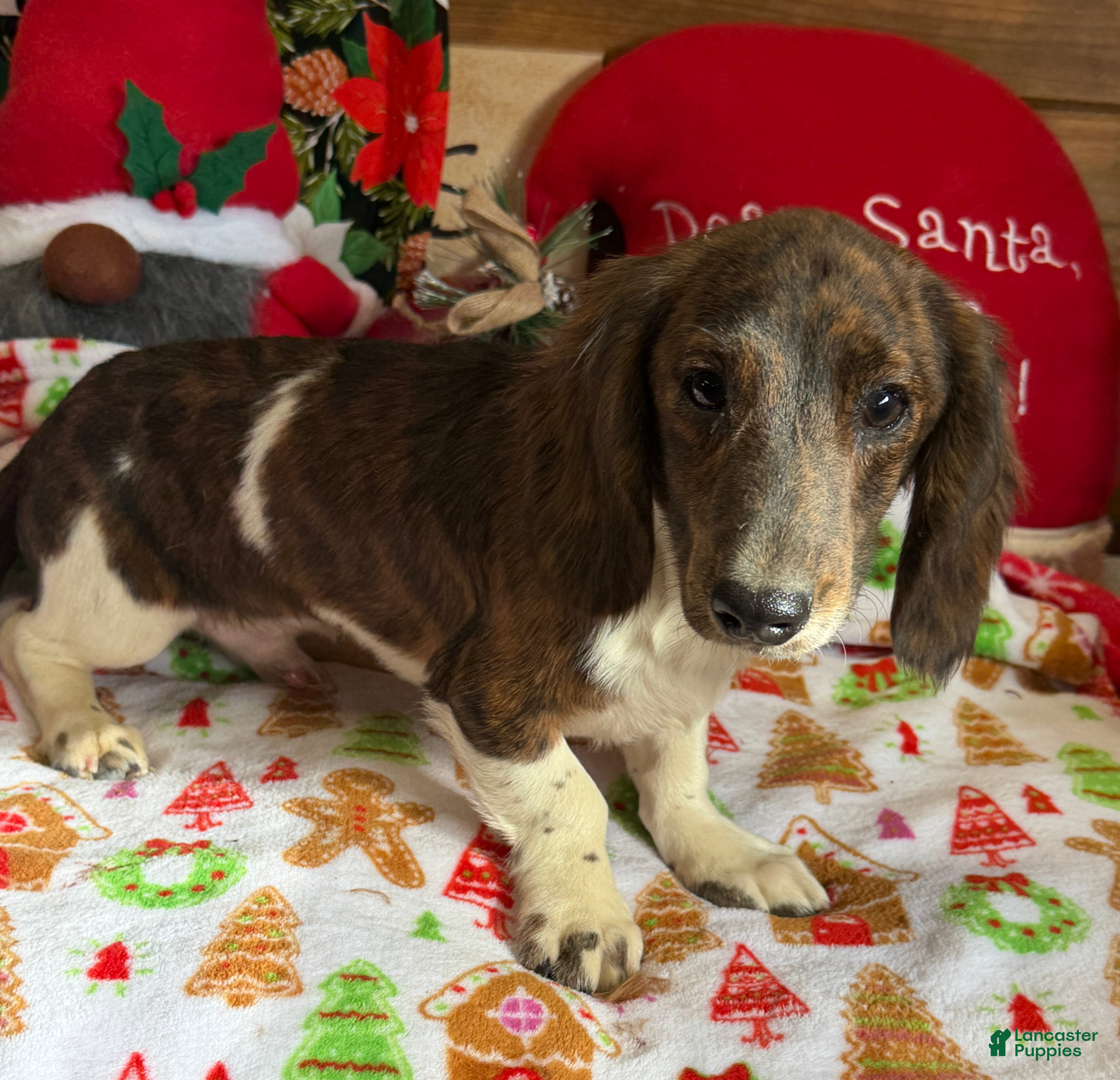 Dachshund dogs Henry - Ad 27