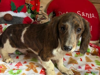 Dachshund dogs Henry - Ad 27
