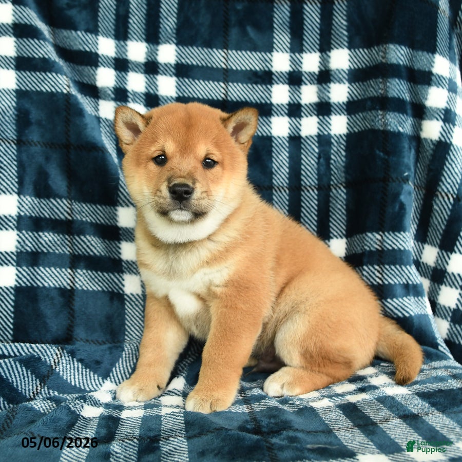 Shiba Inu dogs Sprinkles - Ad 2