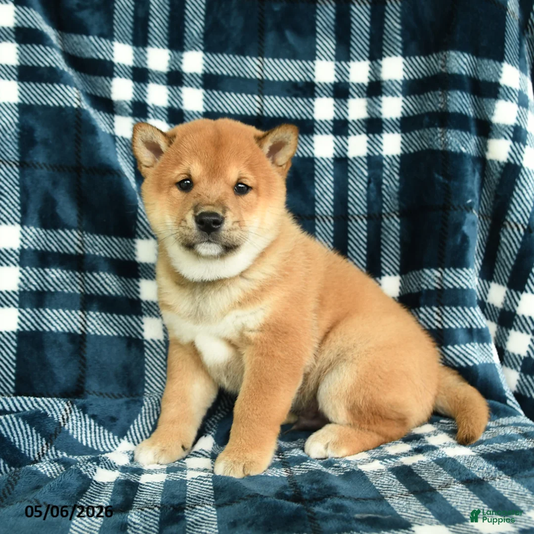 Shiba Inu dogs for sale: Sprinkles - Ad 2