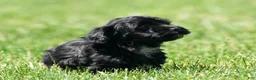 Havapoo dogs for sale: Talia - Ad 7