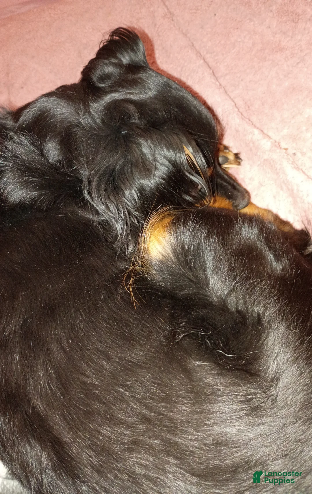 Mixed Breed dogs for sale: Mixed Breed Puppy 1 - Ad 4