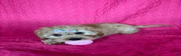 Cavapoo dogs for sale: Monica - Ad 3