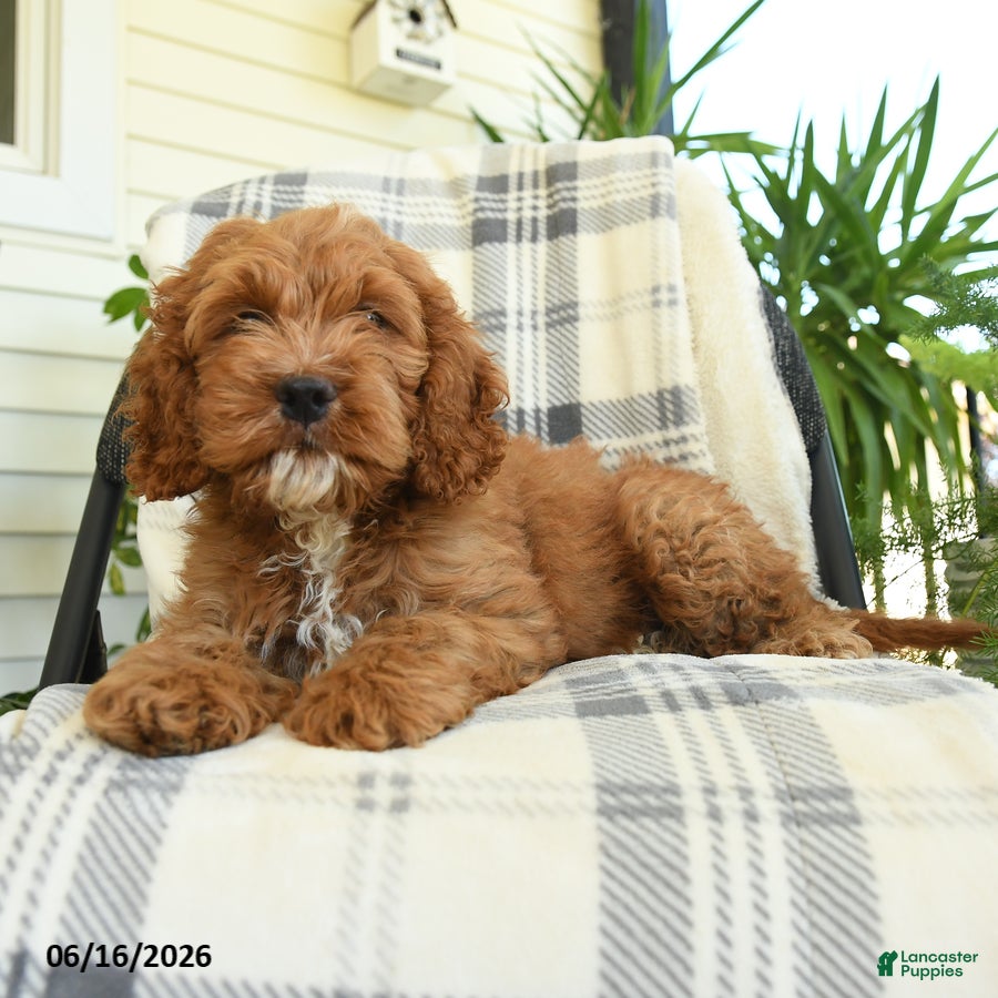 Cockapoo dogs Waylon - Ad 2