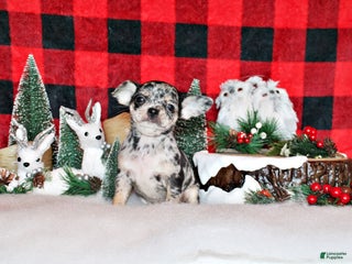 Chihuahua dogs Velma - Ad 28