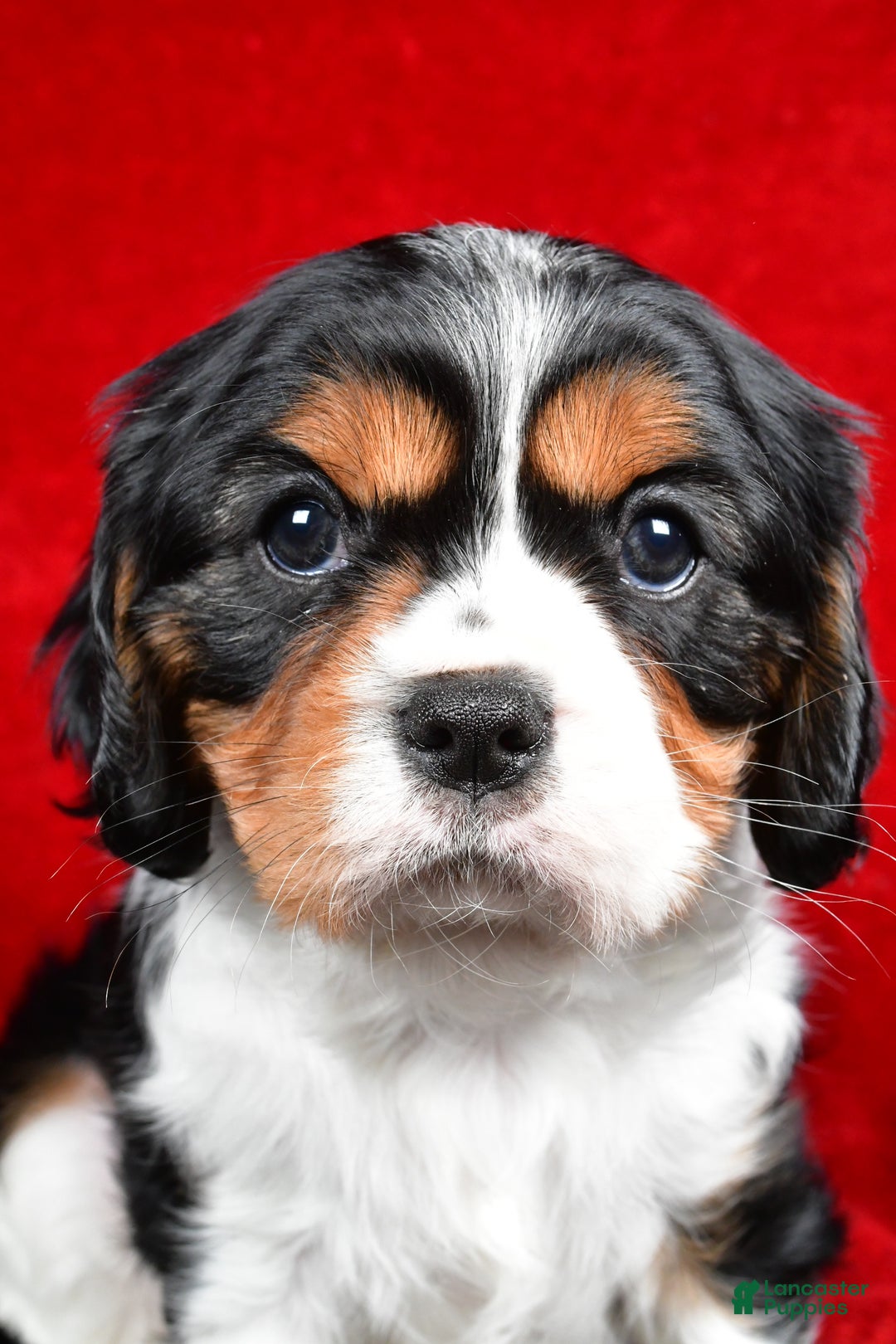 Cavalier King Charles Spaniel dogs for sale: Penny - Ad 7