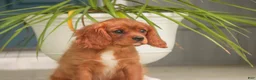 Cavalier King Charles Spaniel dogs for sale: Grady Cavalier King Charles Spaniel  - Ad 6