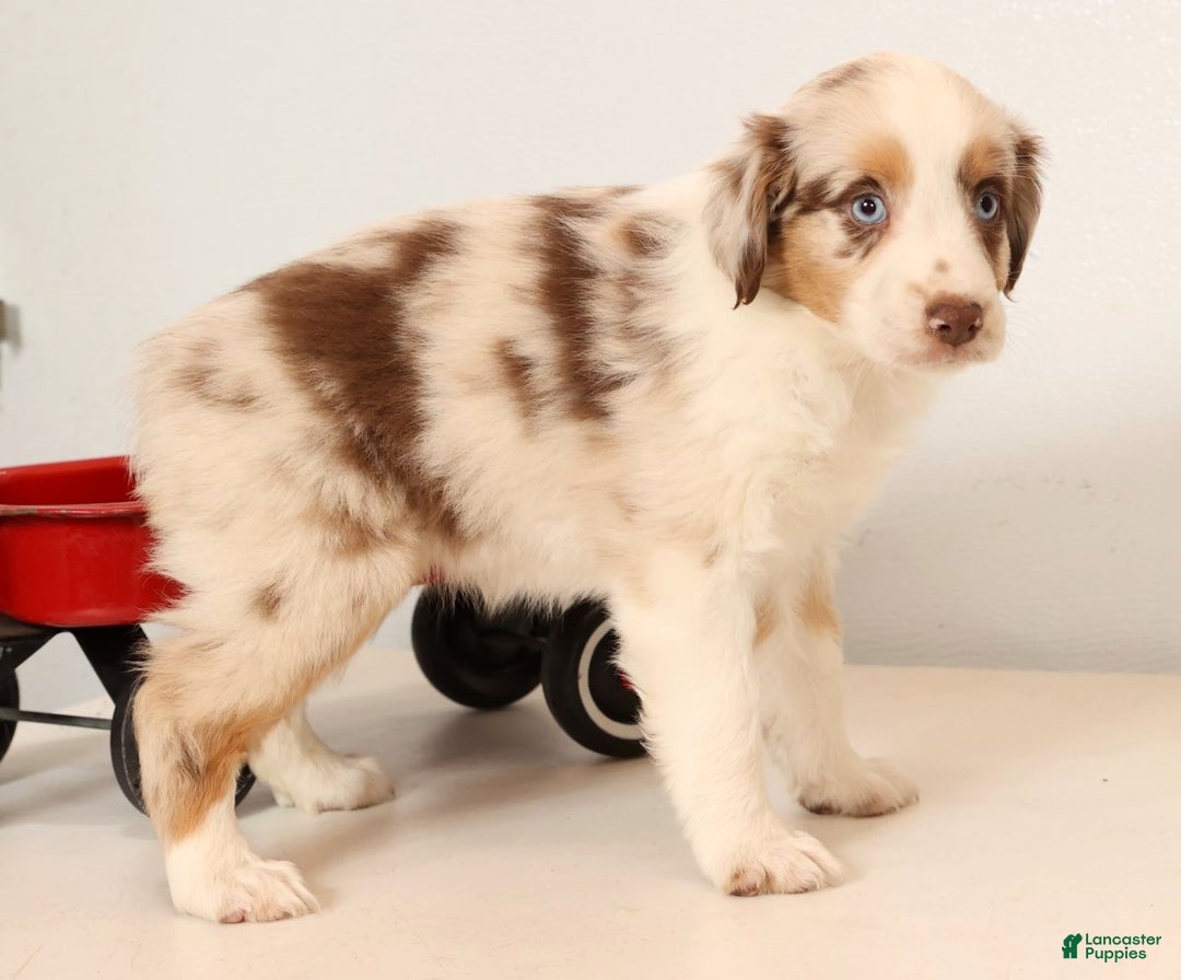 Miniature Australian Shepherd dogs for sale: Rainbow - Ad 4