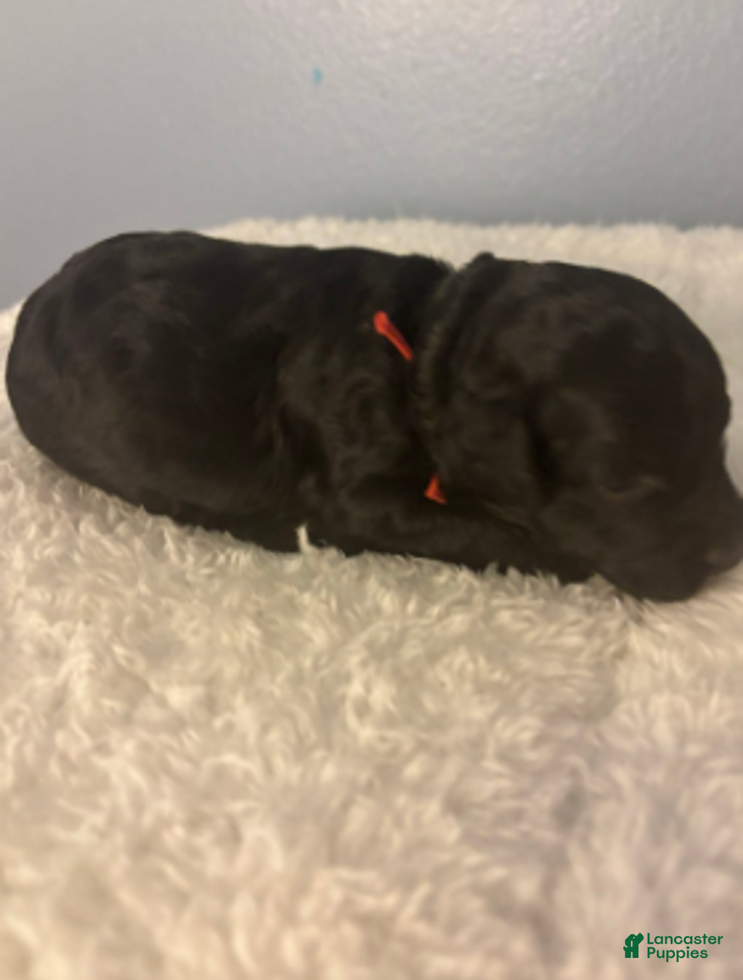 Cavapoo dogs for sale: Holly - Ad 4