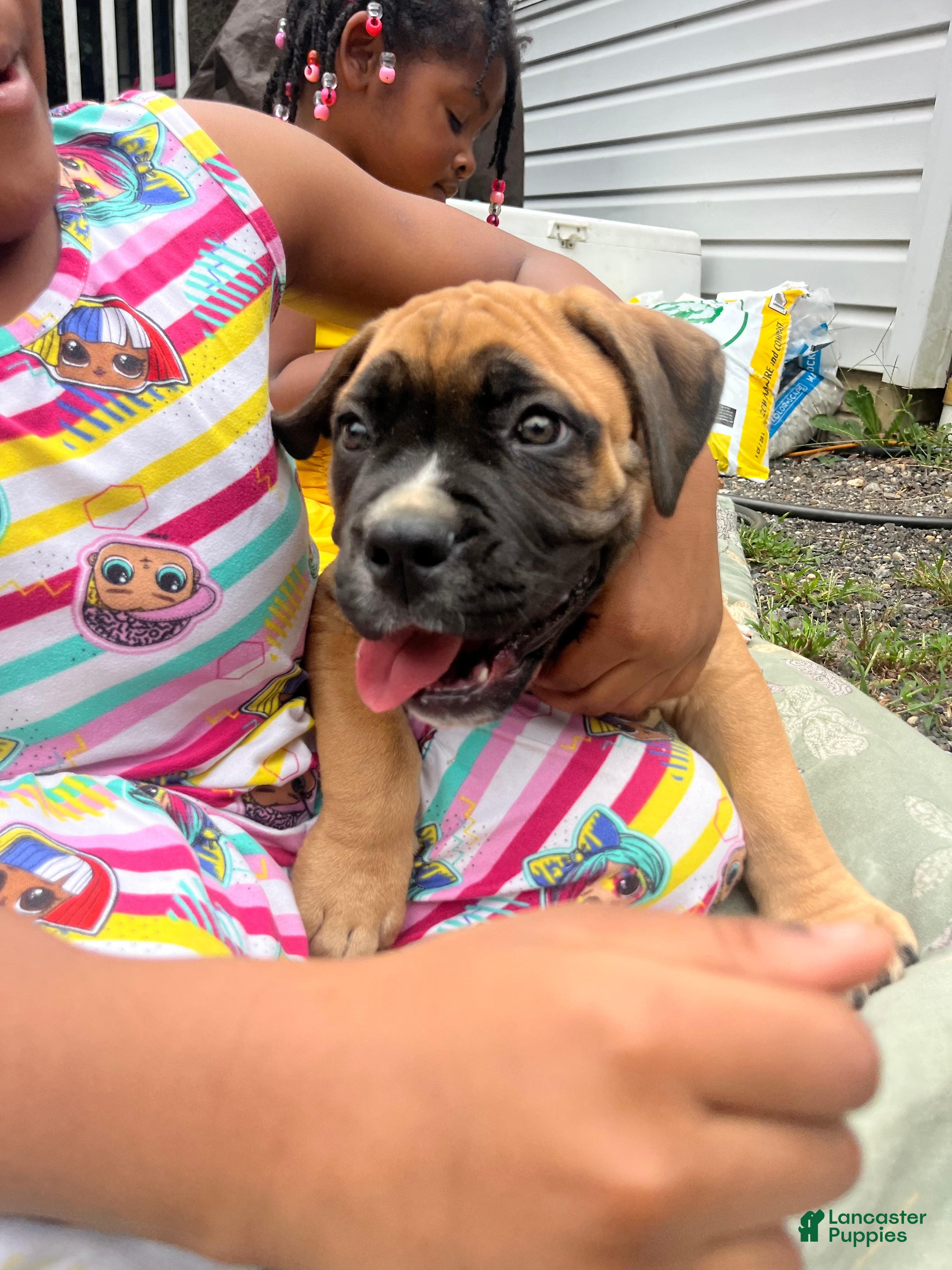 South African Boerboels