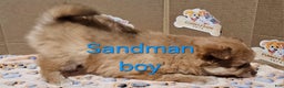 Mixed Breed dogs for sale: Aussiepom pup, "Sandman" - Ad 3