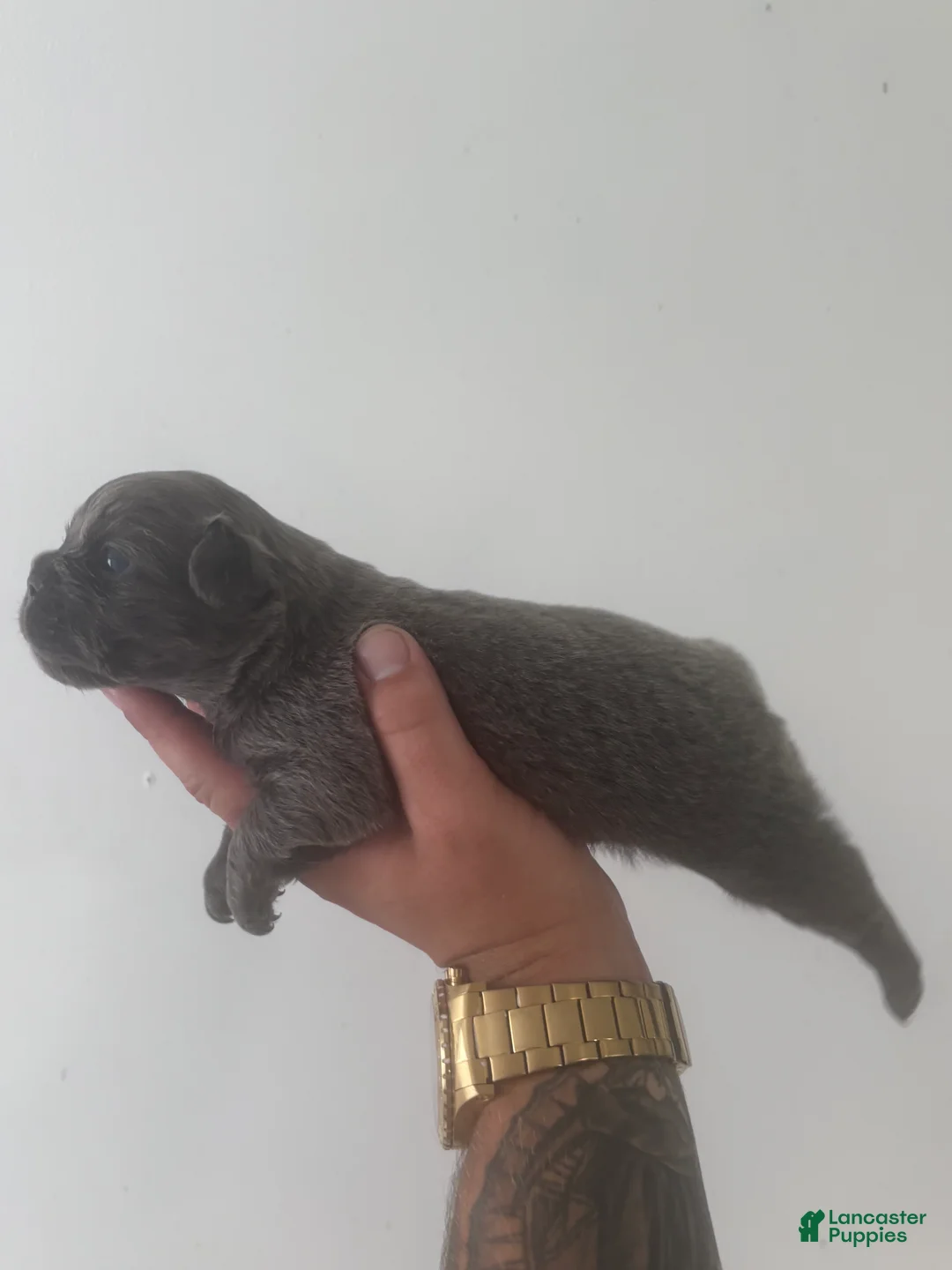 French Bulldog dogs for sale: Puppy 2 - Ad 2