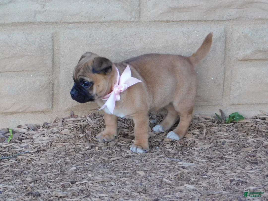 Jug dogs for sale: Teddy - Ad 4