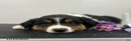 Australian Shepherd dogs for sale: Patch  - Ad 5
