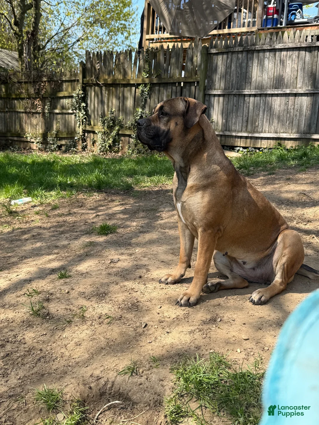 Mixed Breed dogs for sale: Mixed Breed 1 - Ad 2