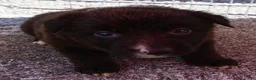 Border Collie dogs for sale: MOLLY - Ad 8