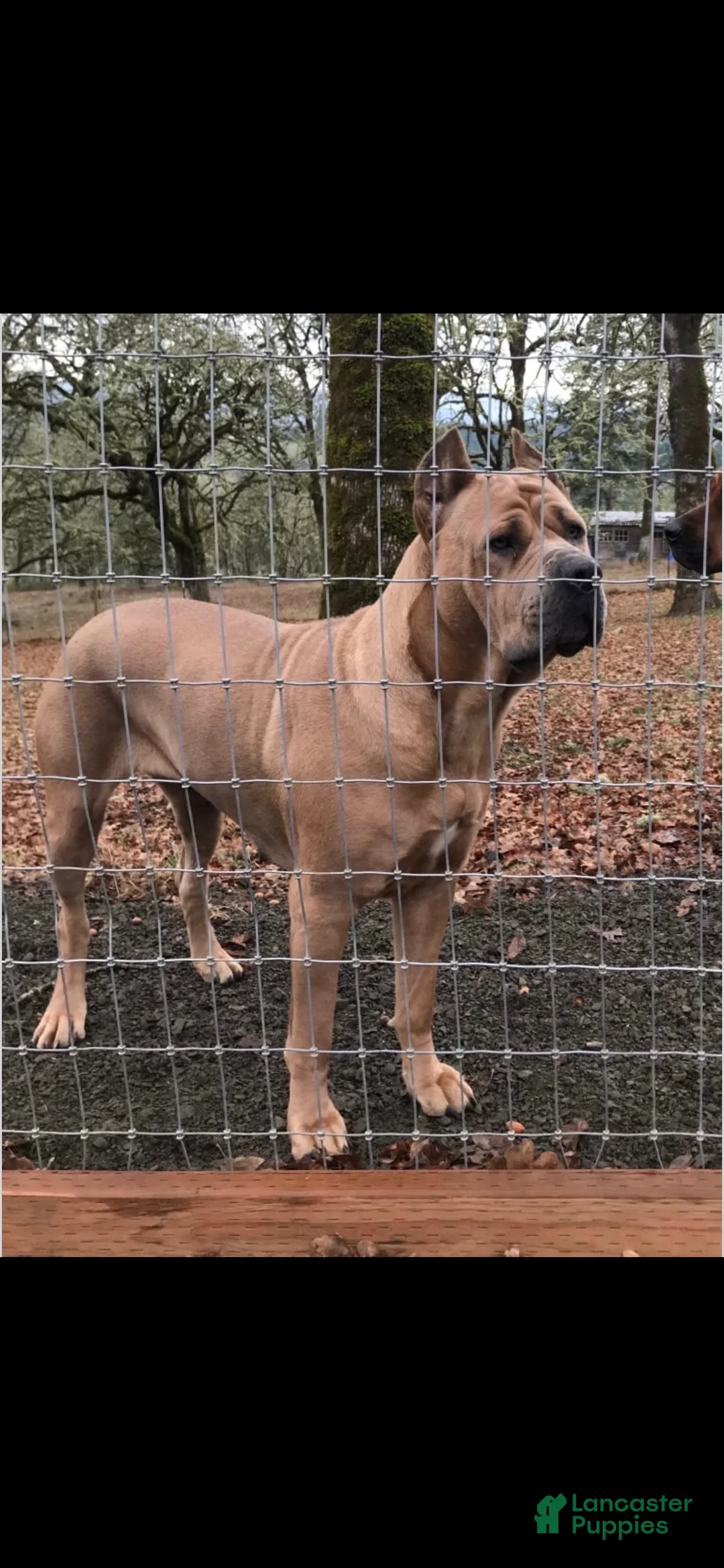 Mixed Breed dogs for sale: Mixed Breed Puppy 2 - Ad 21