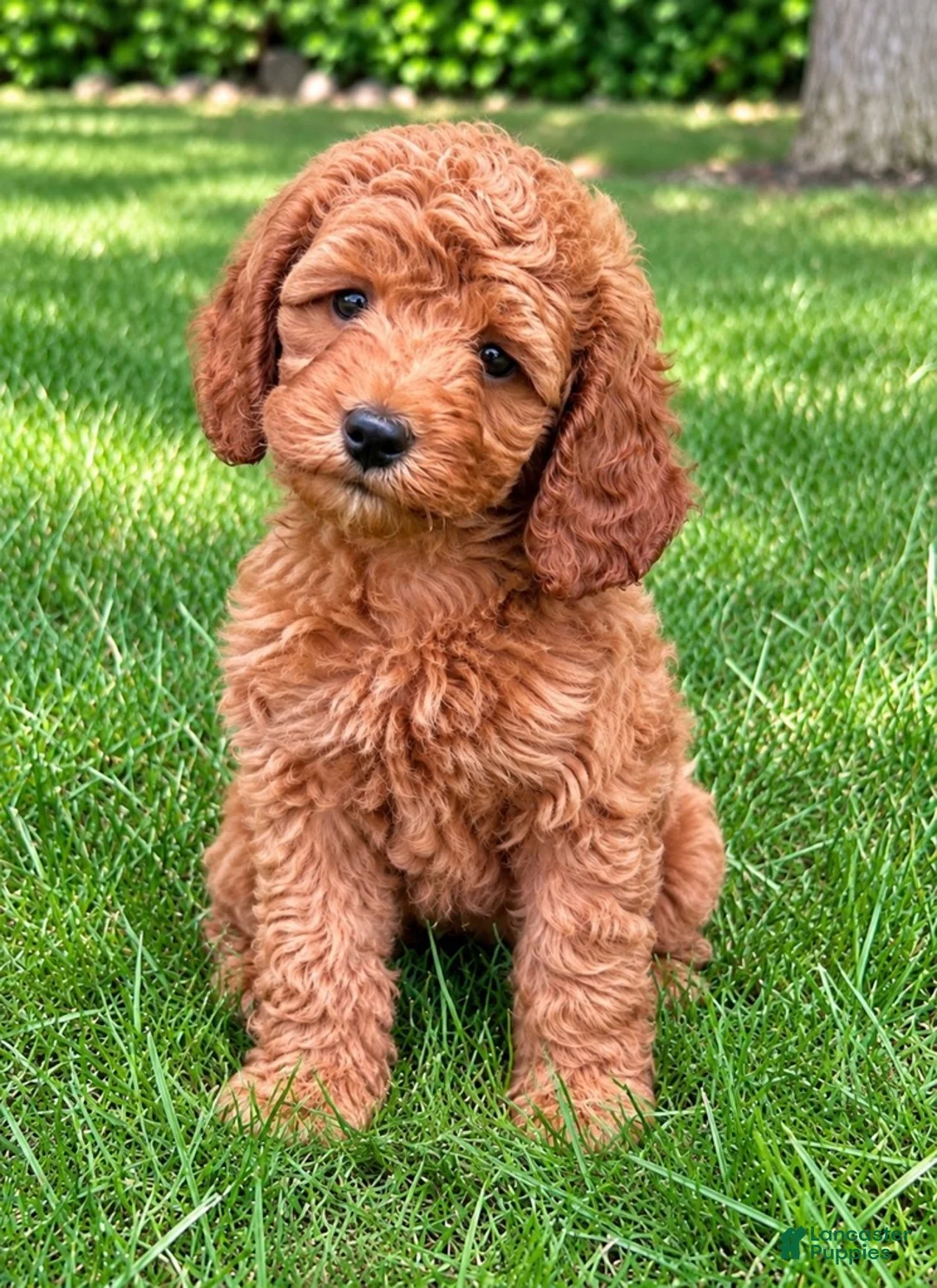 Cavapoo dogs for sale: Bella - Ad 1