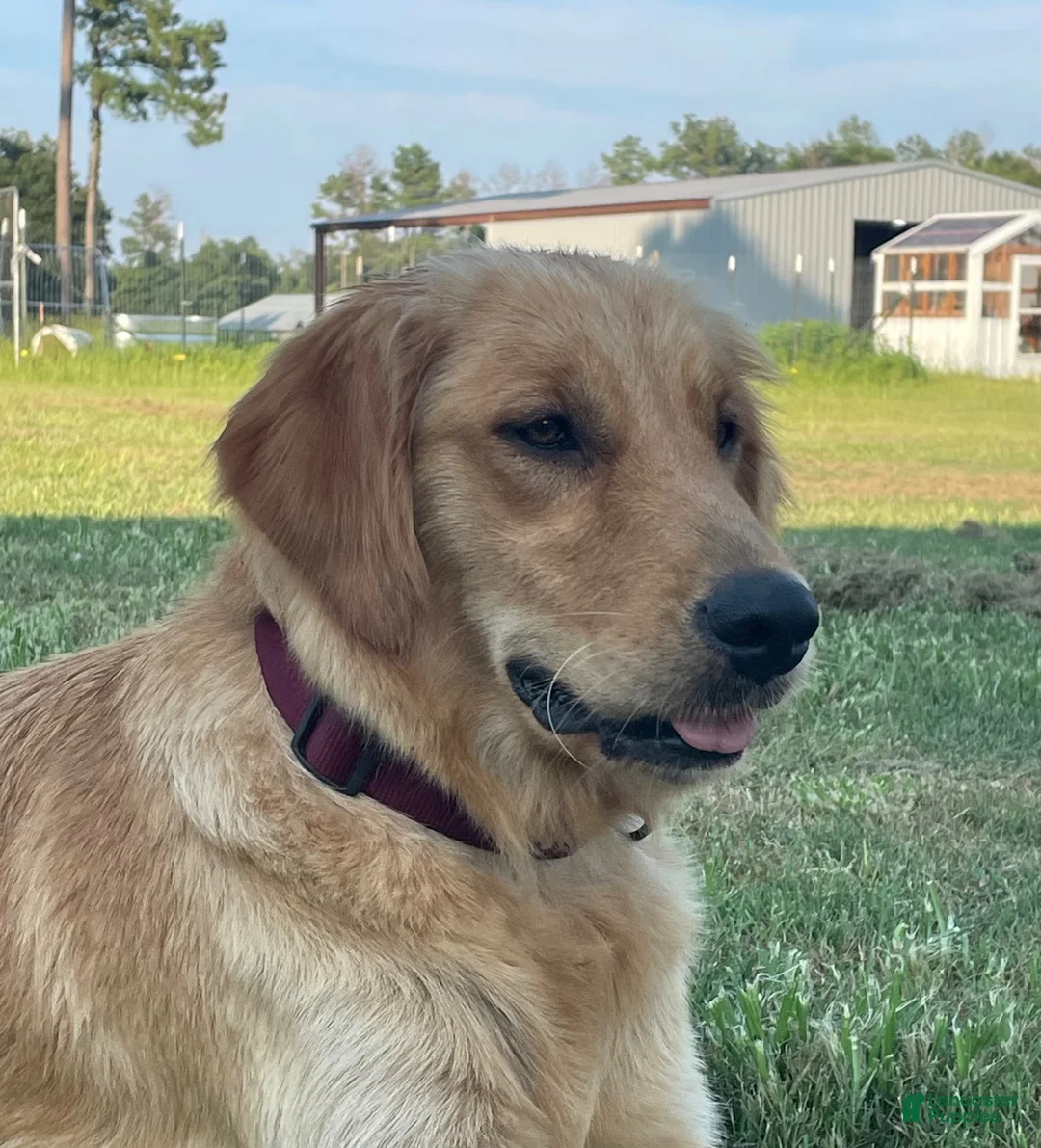 Golden Retriever dogs for sale: Golden Retriever 3 - Ad 2