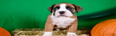 Boxer 1