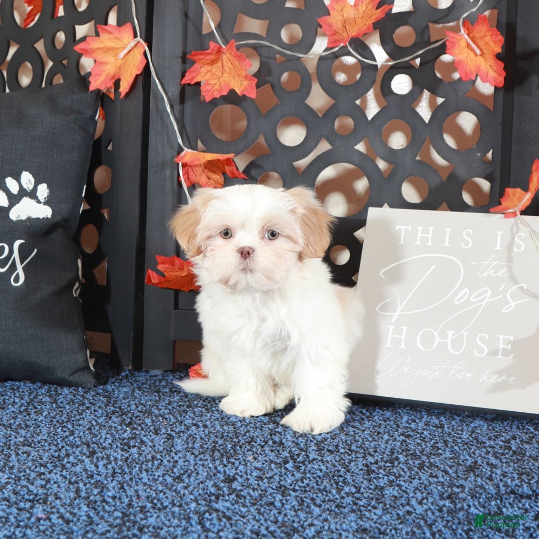 Shih Tzu dogs for sale: Charlie - Ad 2