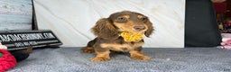 Miniature Dachshund dogs for sale: Import champion blood - Ad 4