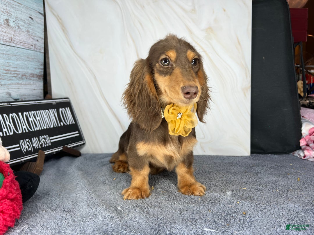 Miniature Dachshund dogs for sale: Import champion blood - Ad 4