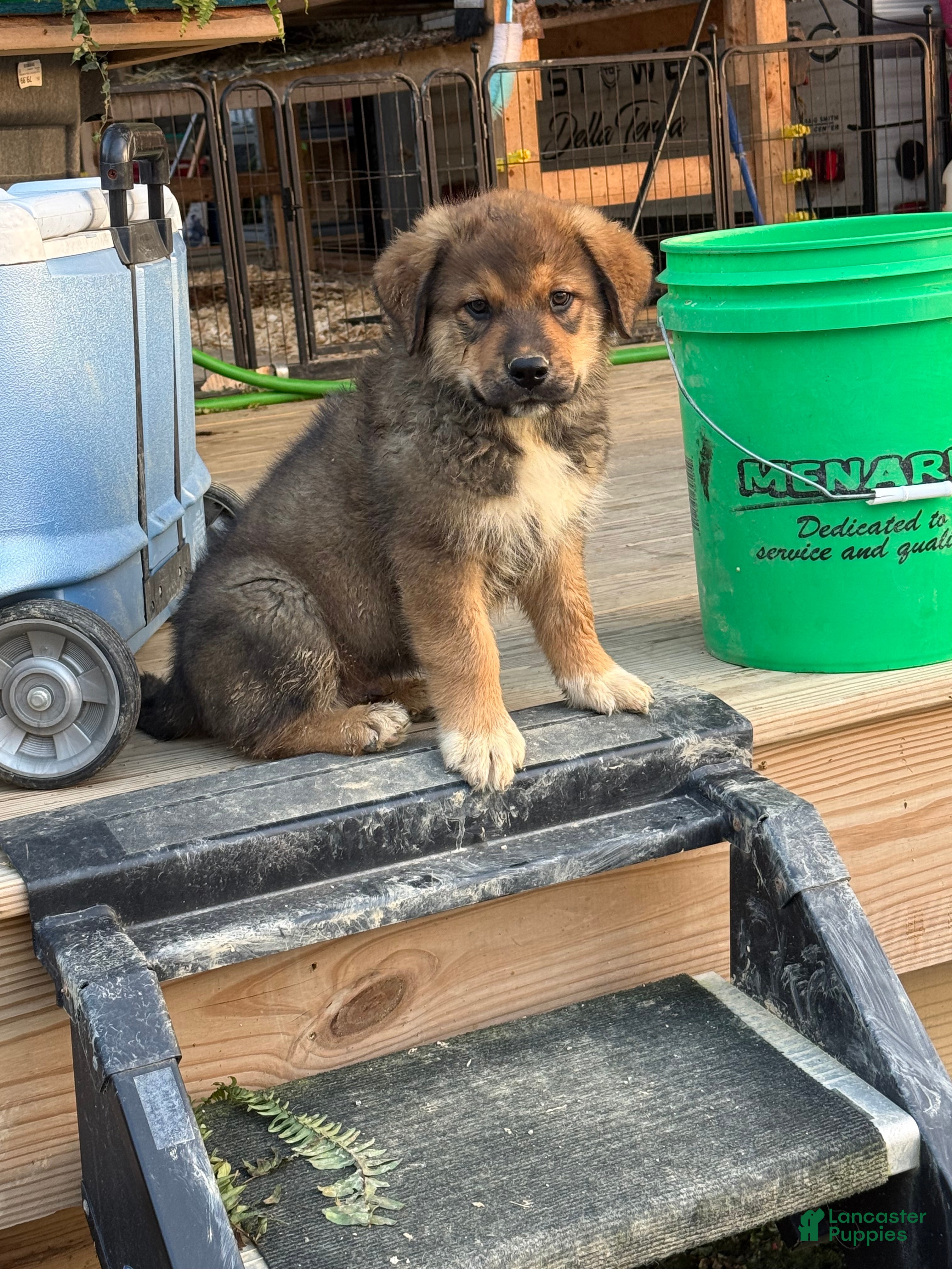 Mixed Breed dogs Cujo - Ad 1