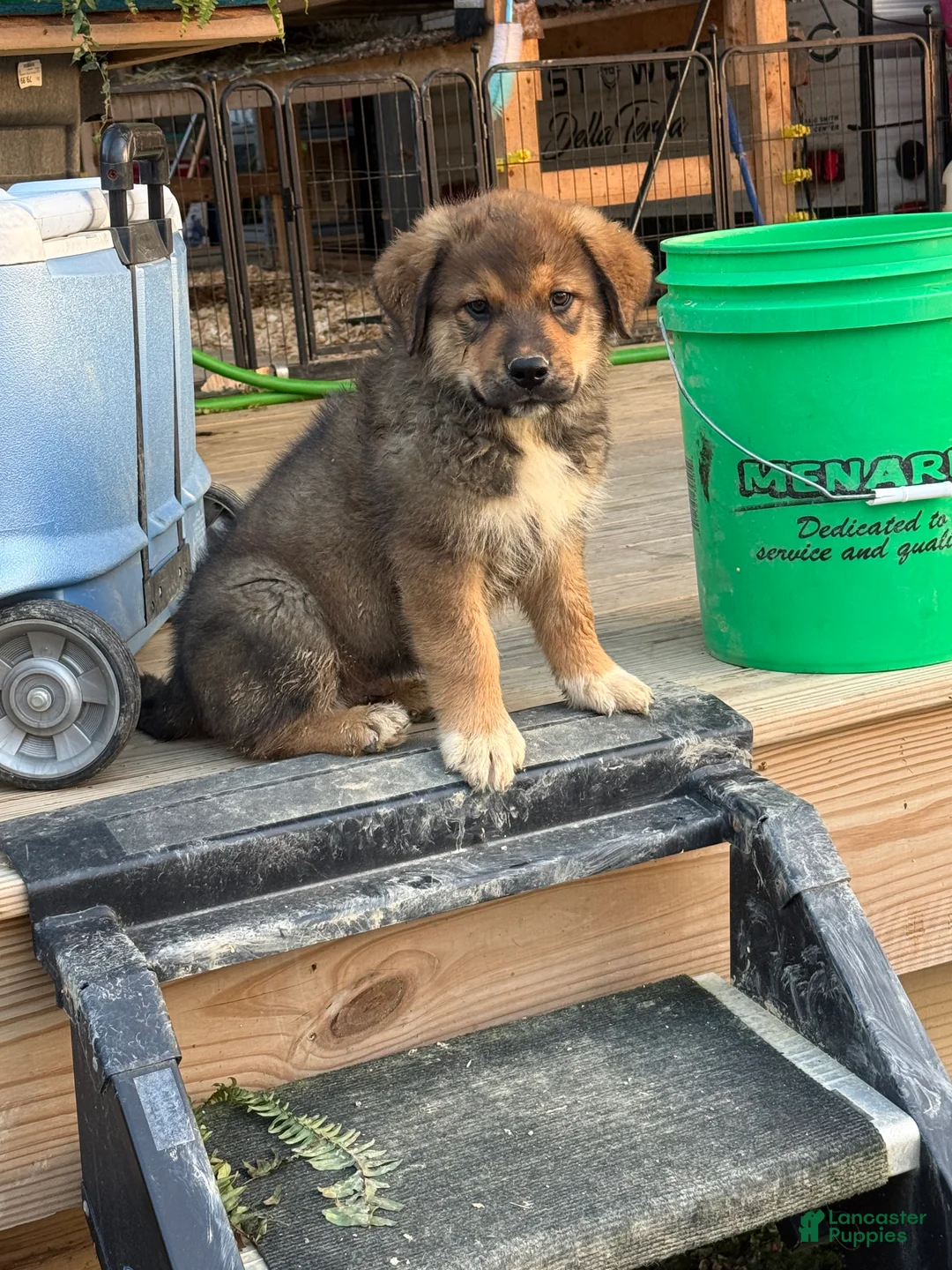 Mixed Breed dogs for sale: Cujo - Ad 1