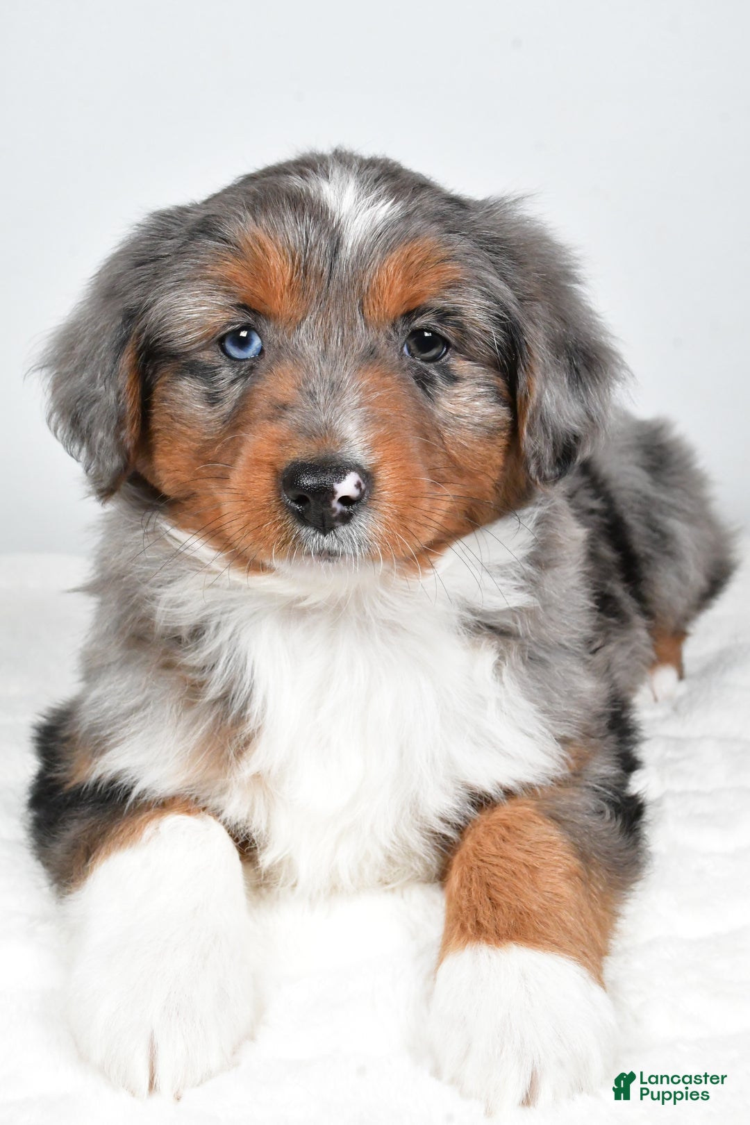 Miniature Australian Shepherd dogs for sale: Richie - Ad 6