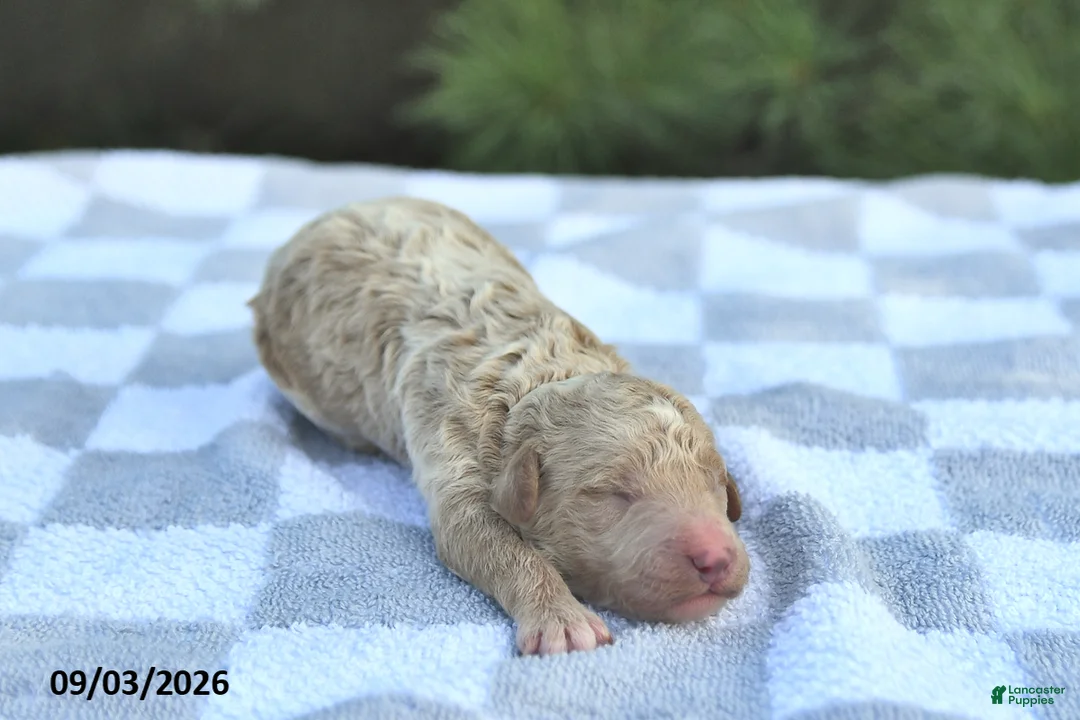 Mini Goldendoodle dogs for sale: Bear - Ad 2