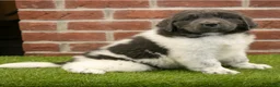 Newfoundland dogs for sale: Betty - Ad 7