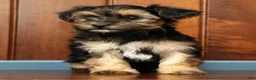 Yorkiepoo dogs for sale: Bingo - Ad 6