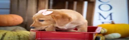 Labrador Retriever dogs for sale: NALA - Ad 14