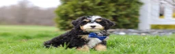 Mini Bernedoodle dogs for sale: Vance - Ad 6