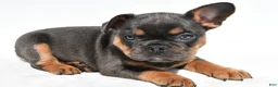 French Bulldog dogs for sale: Zora  - Ad 5