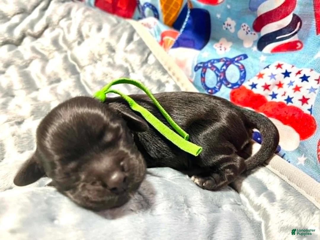 Cocker Spaniel dogs for sale: Cocker Spaniel 6 Chartreuse  - Ad 1