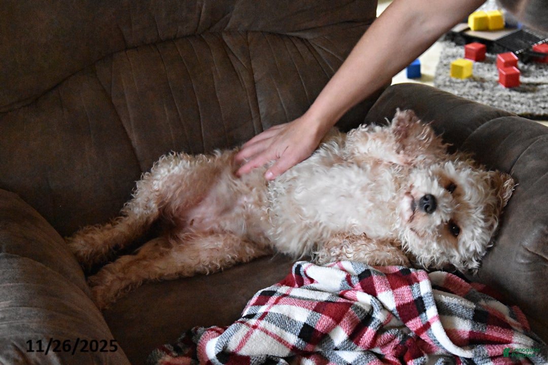 Mini Bernedoodle dogs for sale: Gracie - Ad 3